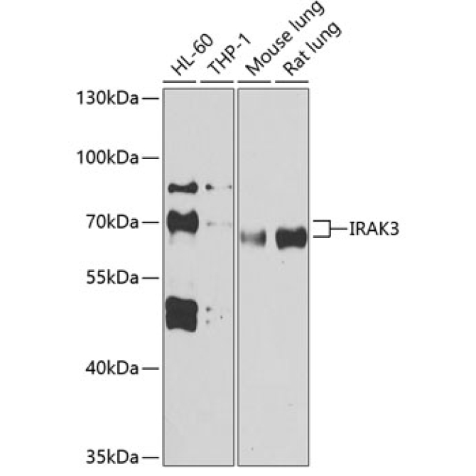 IRAK3 Rabbit Polyclonal Antibody