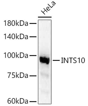 INTS10 Rabbit Polyclonal Antibody