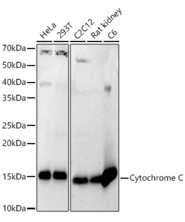 Cytochrome C Rabbit Polyclonal Antibody