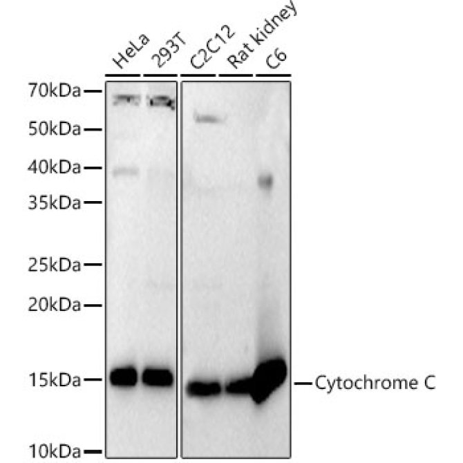 Cytochrome C Rabbit Polyclonal Antibody