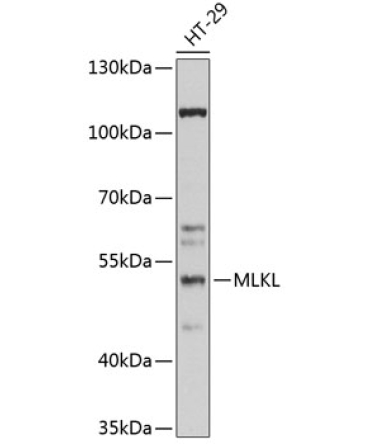 MLKL Rabbit Polyclonal Antibody