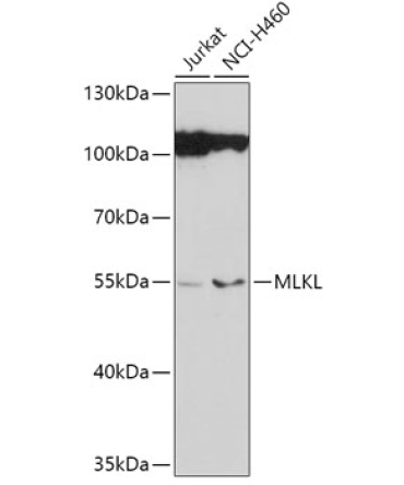 MLKL Rabbit Polyclonal Antibody