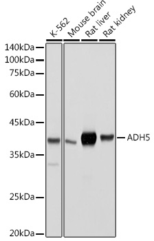 ADH5/GSNOR Rabbit Polyclonal Antibody