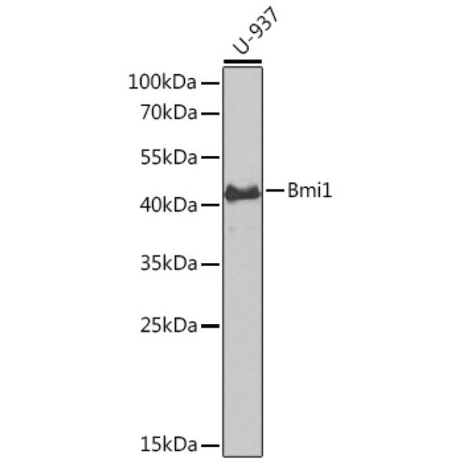 Bmi1 Rabbit Polyclonal Antibody