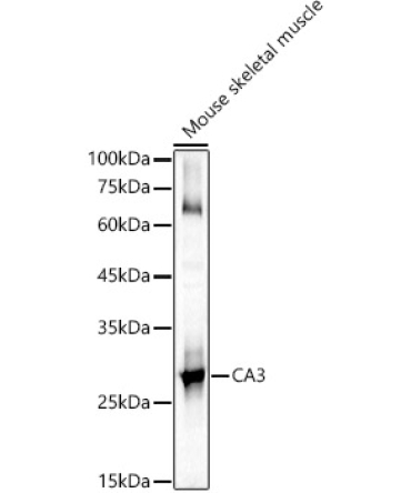 CA3 Rabbit Polyclonal Antibody