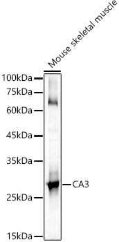 CA3 Rabbit Polyclonal Antibody