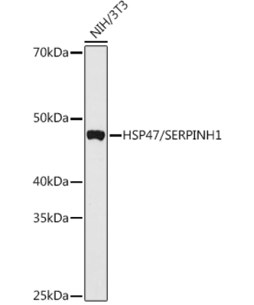 HSP47/SERPINH1 Rabbit Polyclonal Antibody