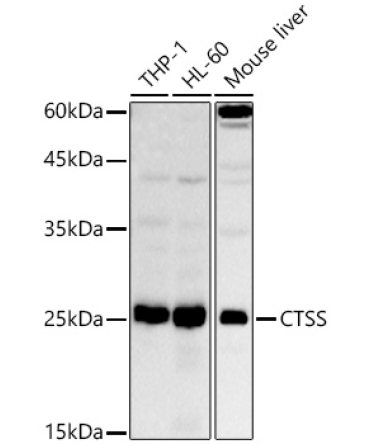 CTSS Rabbit Polyclonal Antibody