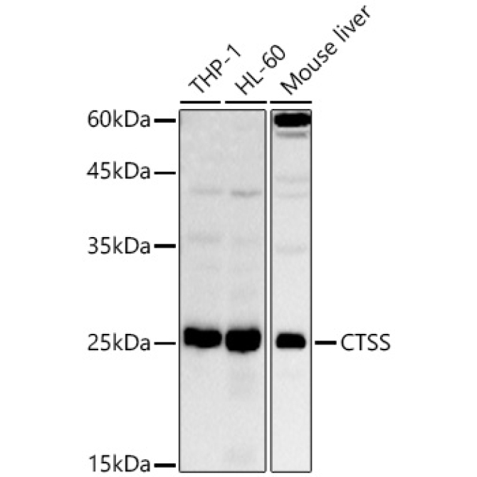CTSS Rabbit Polyclonal Antibody
