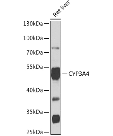 CYP3A4 Rabbit Polyclonal Antibody
