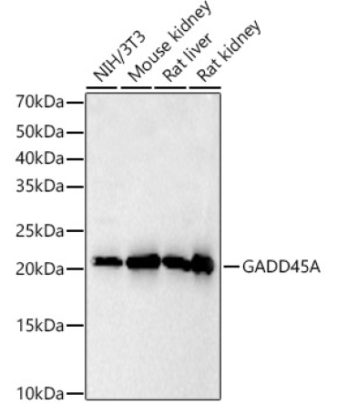 GADD45A Rabbit Polyclonal Antibody