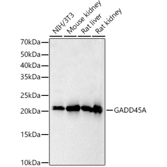 GADD45A Rabbit Polyclonal Antibody