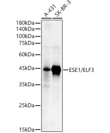 ESE1/ELF3 Rabbit Polyclonal Antibody