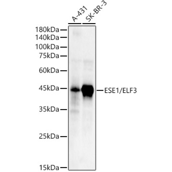 ESE1/ELF3 Rabbit Polyclonal Antibody