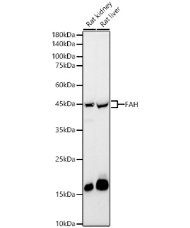 FAH Rabbit Polyclonal Antibody