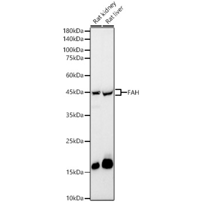 FAH Rabbit Polyclonal Antibody