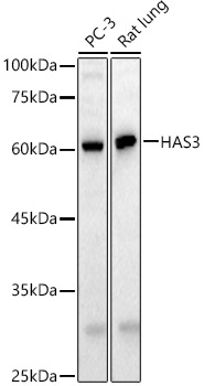 HAS3 Rabbit Polyclonal Antibody