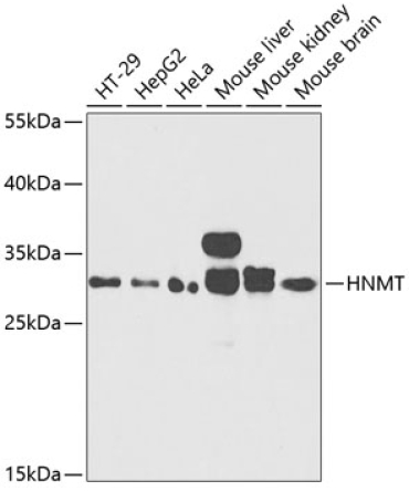 HNMT Rabbit Polyclonal Antibody
