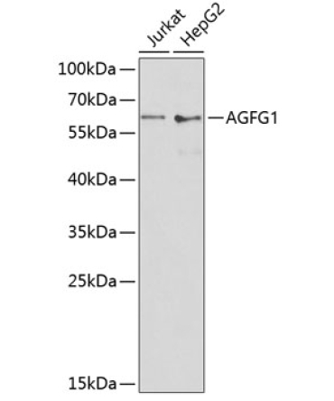 AGFG1 Rabbit Polyclonal Antibody