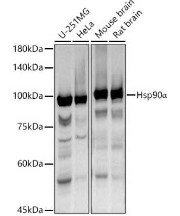 Hsp90Alpha Rabbit Polyclonal Antibody