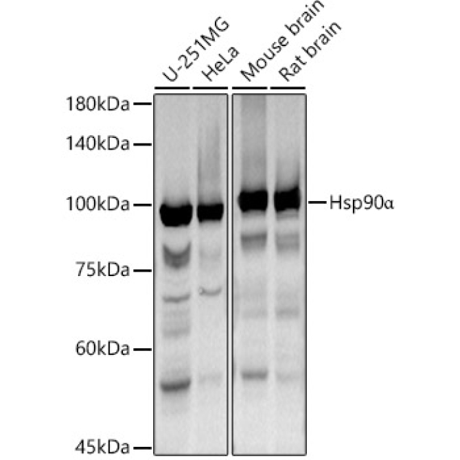 Hsp90Alpha Rabbit Polyclonal Antibody