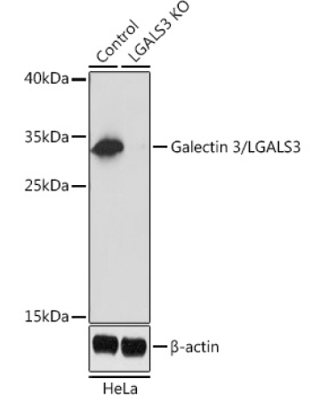 Galectin 3/LGALS3 Rabbit Polyclonal Antibody [KO Validated]
