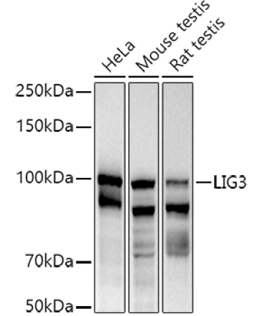 DNA Ligase III/LIG3 Rabbit Polyclonal Antibody