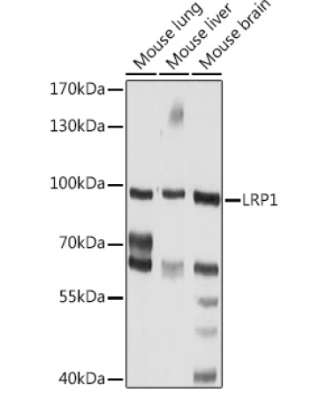 LRP1 Rabbit Polyclonal Antibody