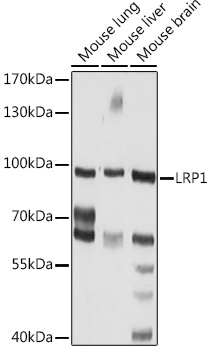 LRP1 Rabbit Polyclonal Antibody