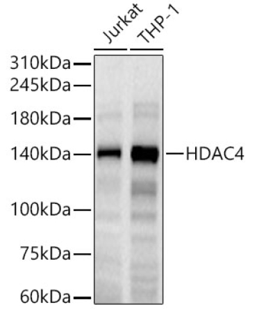 HDAC4 Rabbit Monoclonal Antibody