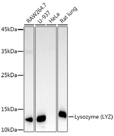 Lysozyme (LYZ) Rabbit Polyclonal Antibody