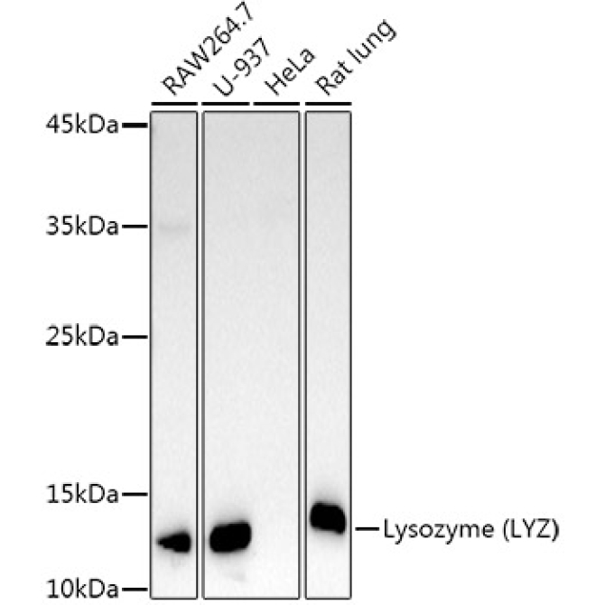 Lysozyme (LYZ) Rabbit Polyclonal Antibody