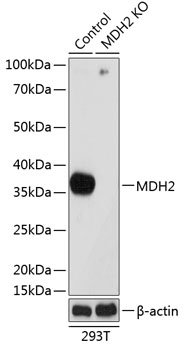 MDH2 Rabbit Polyclonal Antibody