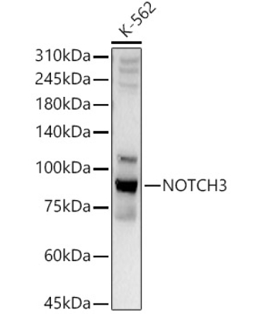 NOTCH3 Rabbit Polyclonal Antibody