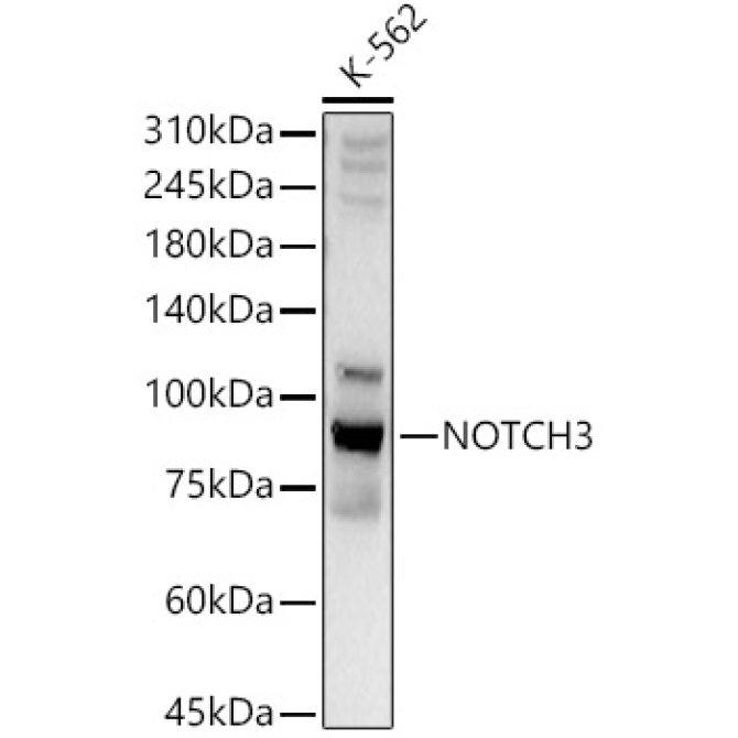 NOTCH3 Rabbit Polyclonal Antibody