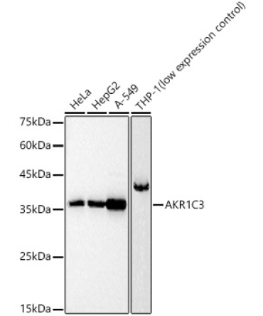 AKR1C3 Rabbit Polyclonal Antibody