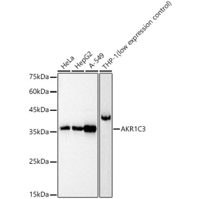 AKR1C3 Rabbit Polyclonal Antibody