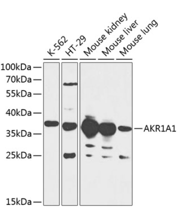 AKR1A1 Rabbit Polyclonal Antibody