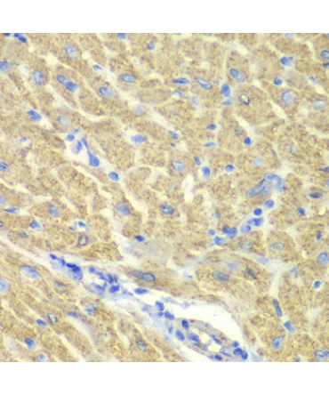 GLRX3 Rabbit Polyclonal Antibody
