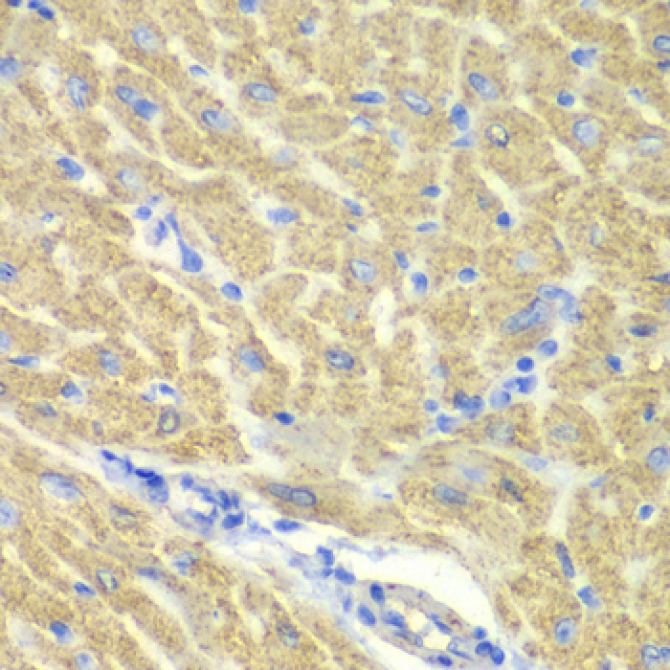 GLRX3 Rabbit Polyclonal Antibody