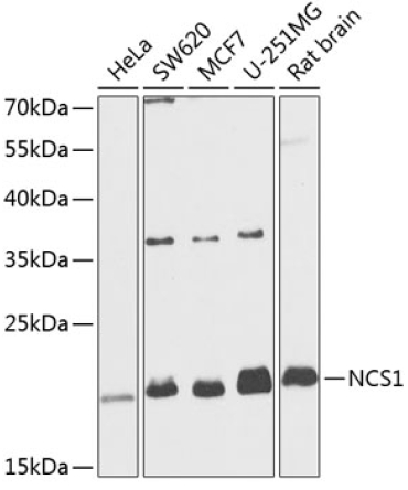 NCS1 Rabbit Polyclonal Antibody