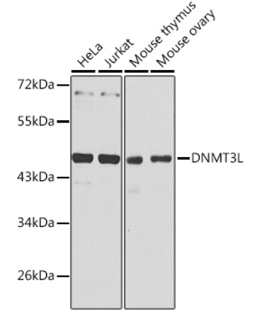 DNMT3L Rabbit Polyclonal Antibody