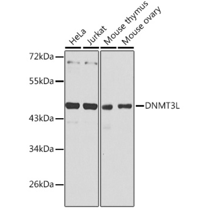 DNMT3L Rabbit Polyclonal Antibody
