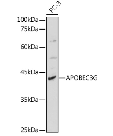 APOBEC3G Rabbit Polyclonal Antibody