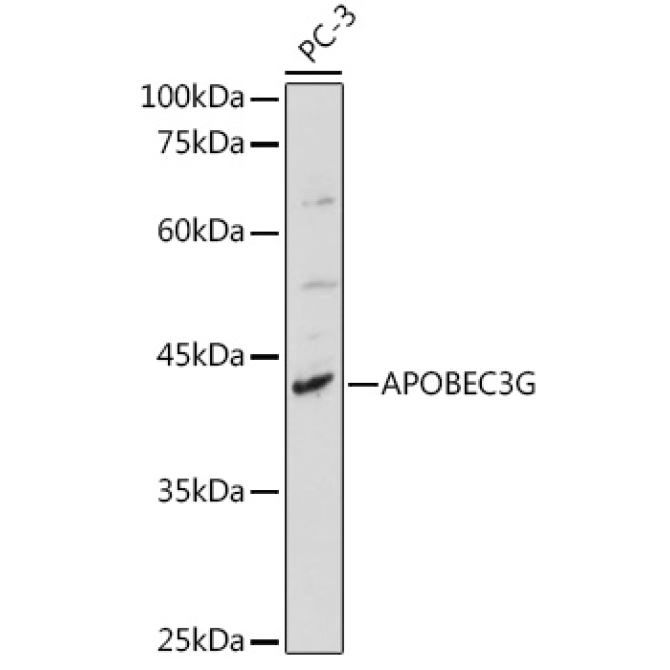 APOBEC3G Rabbit Polyclonal Antibody