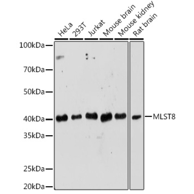 MLST8 Rabbit Polyclonal Antibody