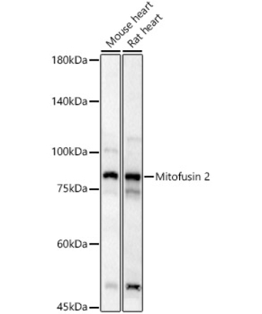 Mitofusin 2 Rabbit Polyclonal Antibody