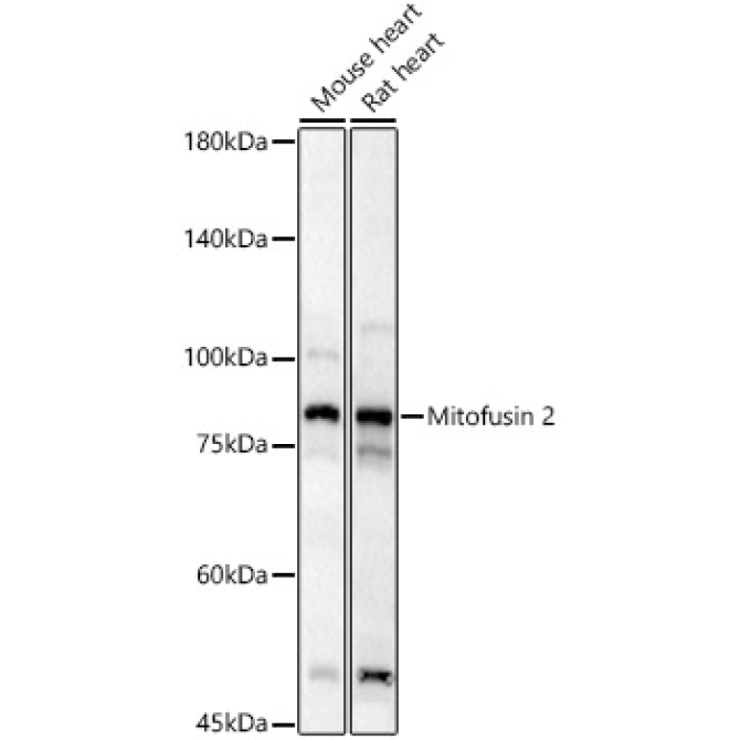 Mitofusin 2 Rabbit Polyclonal Antibody