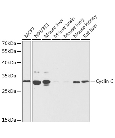 Cyclin C Rabbit Polyclonal Antibody