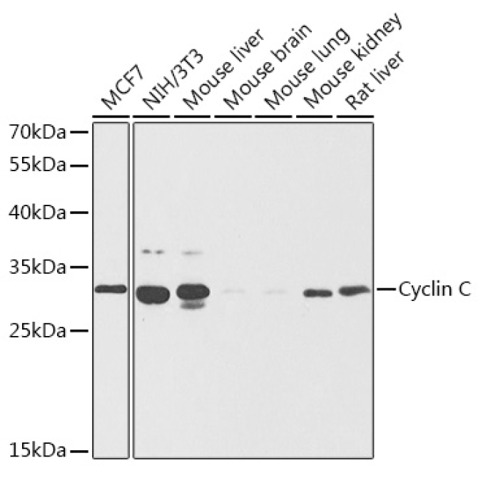 Cyclin C Rabbit Polyclonal Antibody
